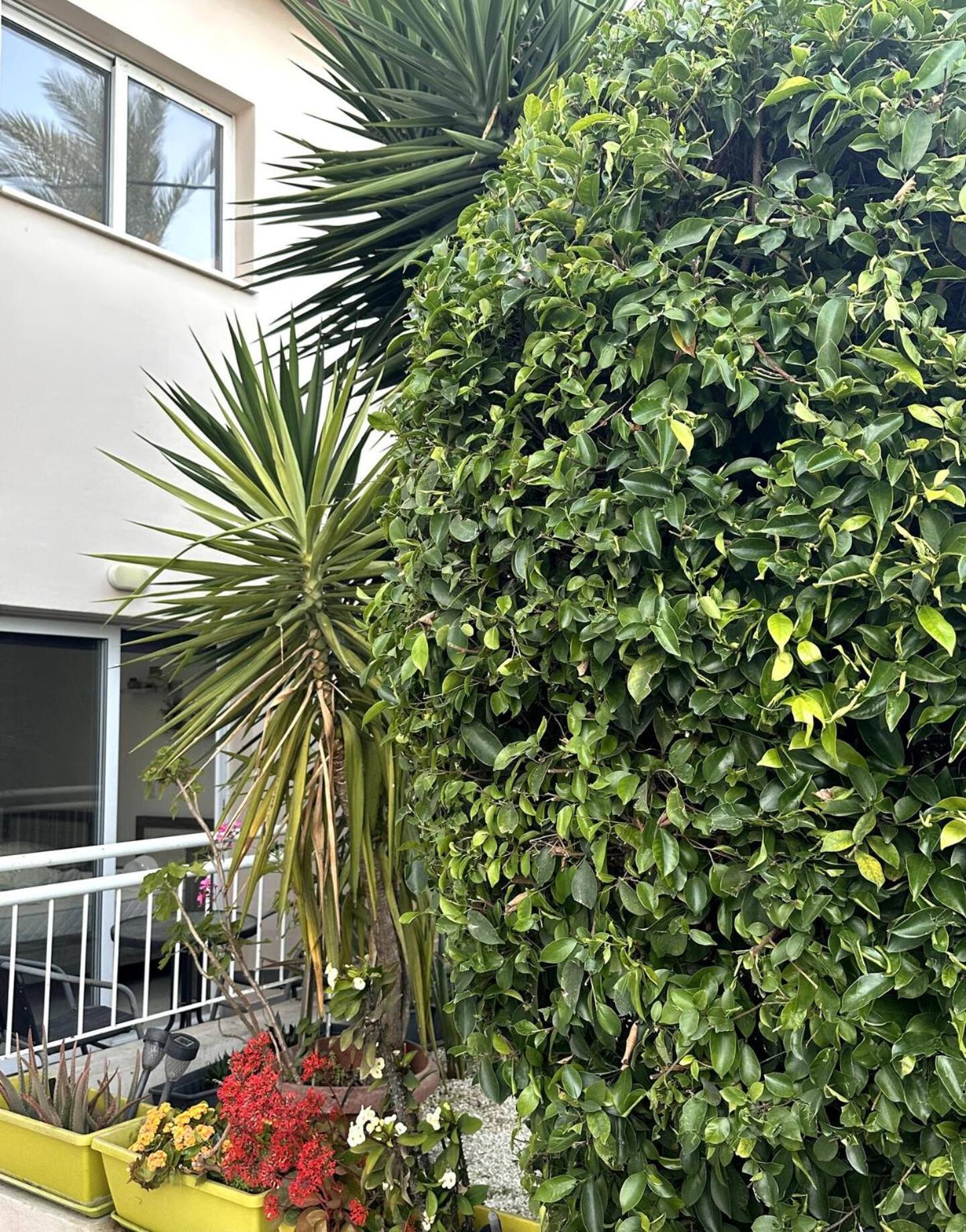أيا نابا Olymbos Garden Apartment IV المظهر الخارجي الصورة